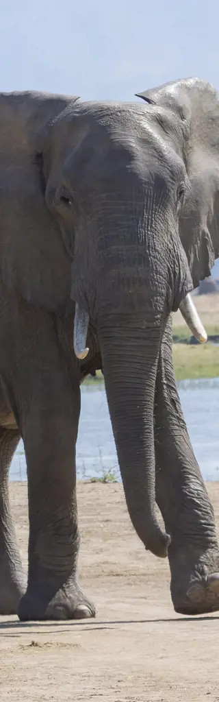 Simbabwe – Kultur, Safari und der mächtige Sambesi